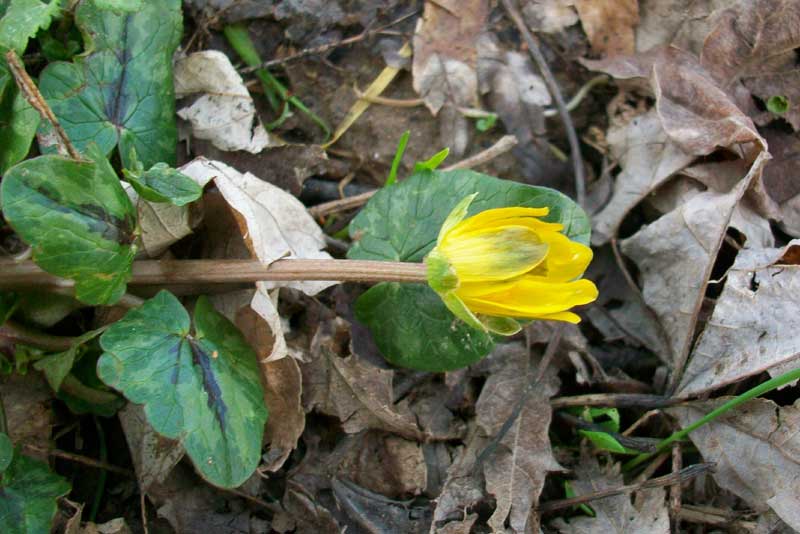 Ranunculus ficaria