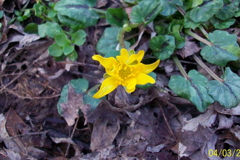 Ranunculus ficaria