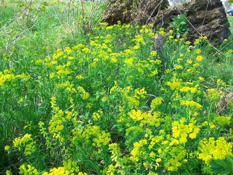 Euphorbia cyparissias