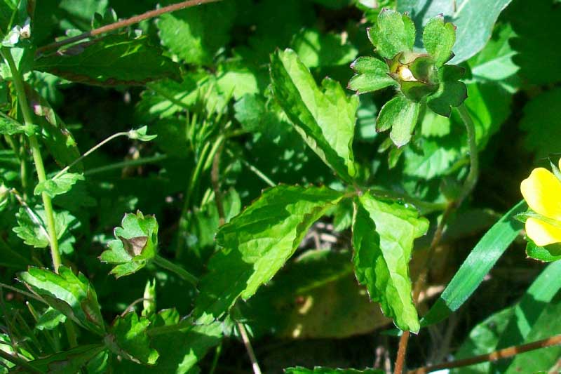 Potentilla indica