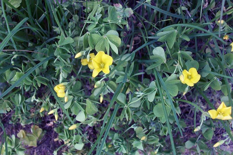 Oxalis sp.