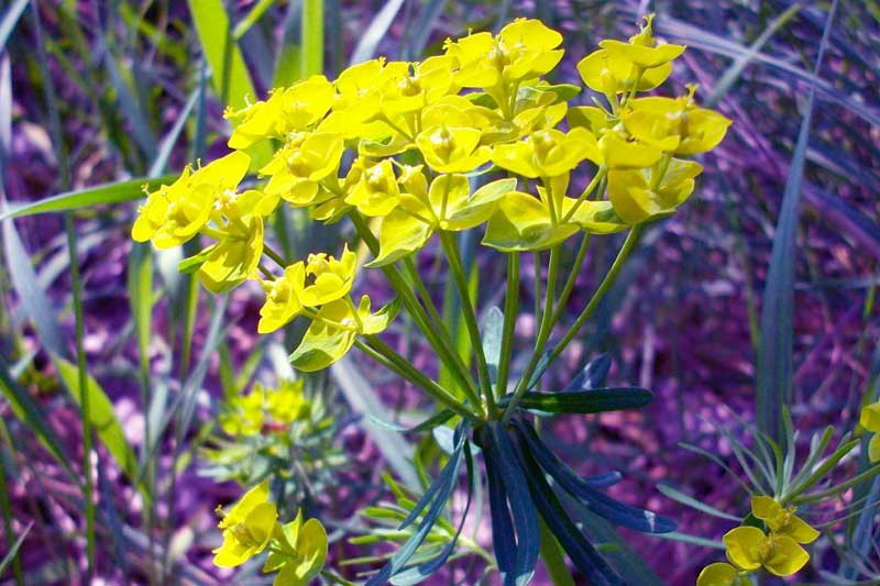 Euphorbia cyparissias