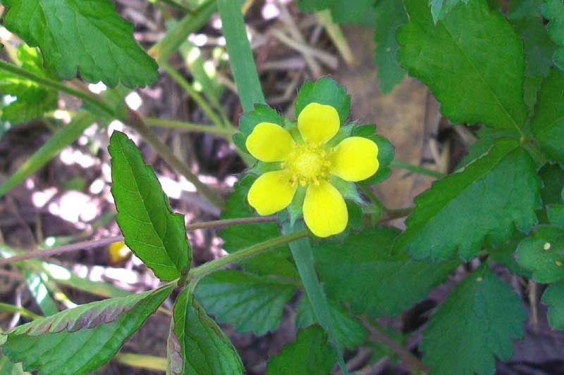 Potentilla indica