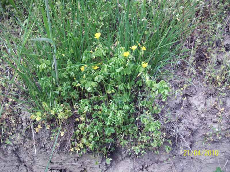 Oxalis sp.