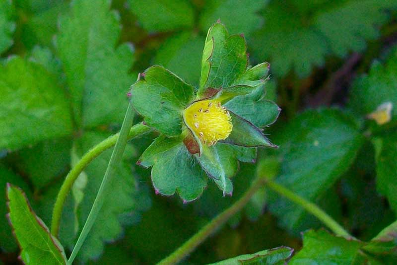 Potentilla indica