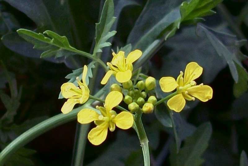 Fiorellino giallo - Brassicacea