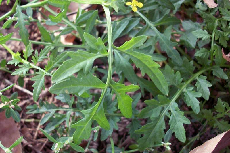 Fiorellino giallo - Brassicacea