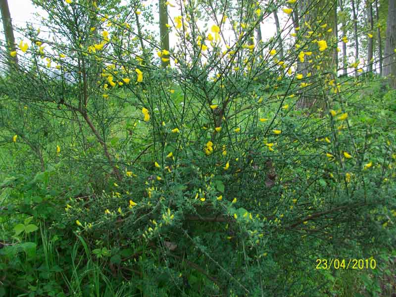 Cytisus scoparius