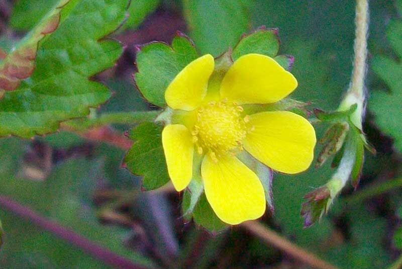 Potentilla indica