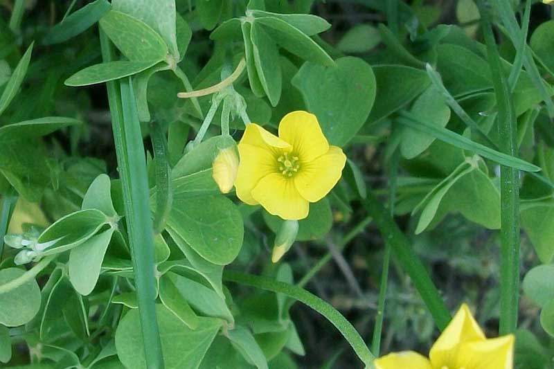 Oxalis sp.