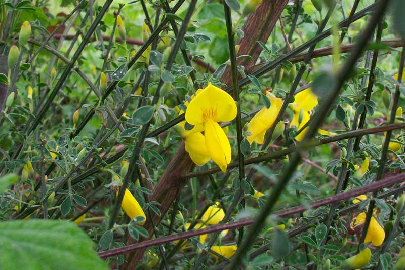 Cytisus scoparius