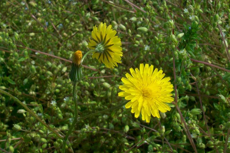 Hypochaeris cfr.radicata