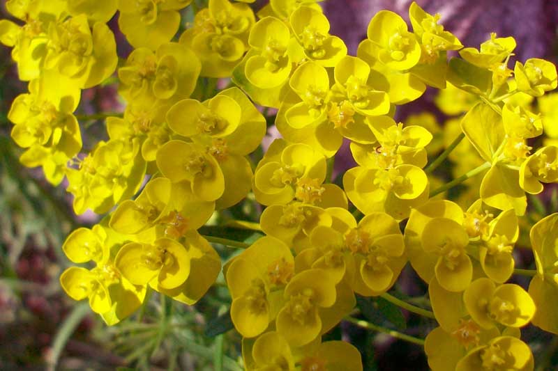 Euphorbia cyparissias