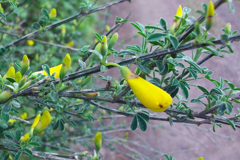 Cytisus scoparius