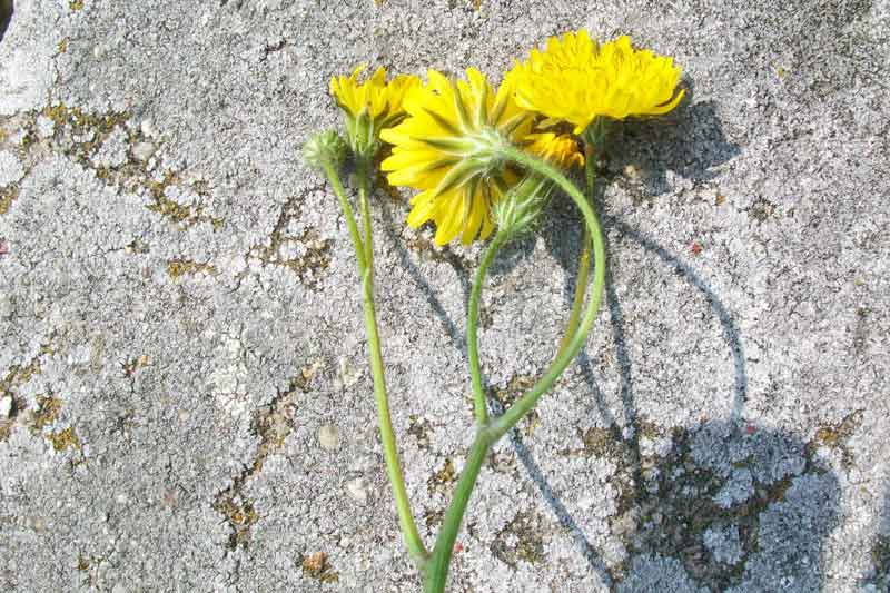 Hypochaeris cfr.radicata