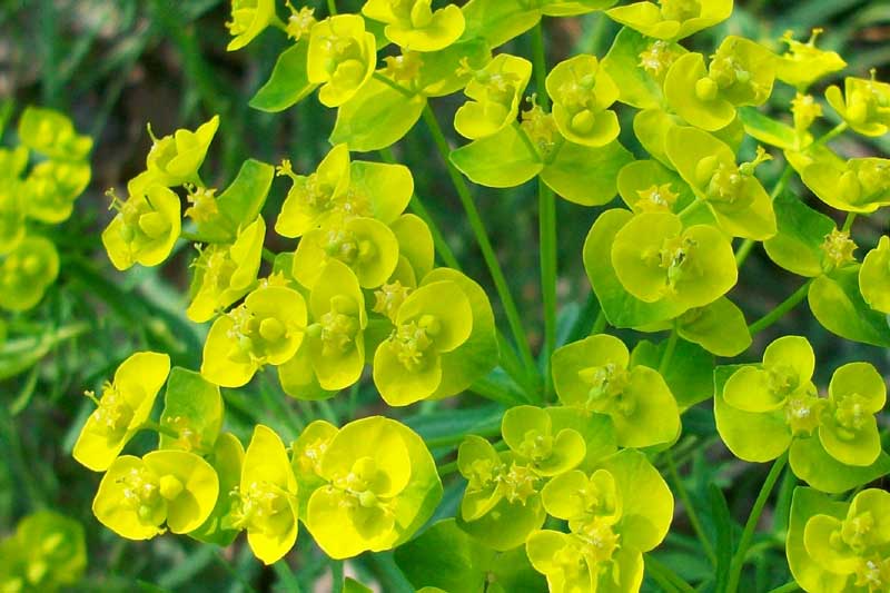 Euphorbia cyparissias