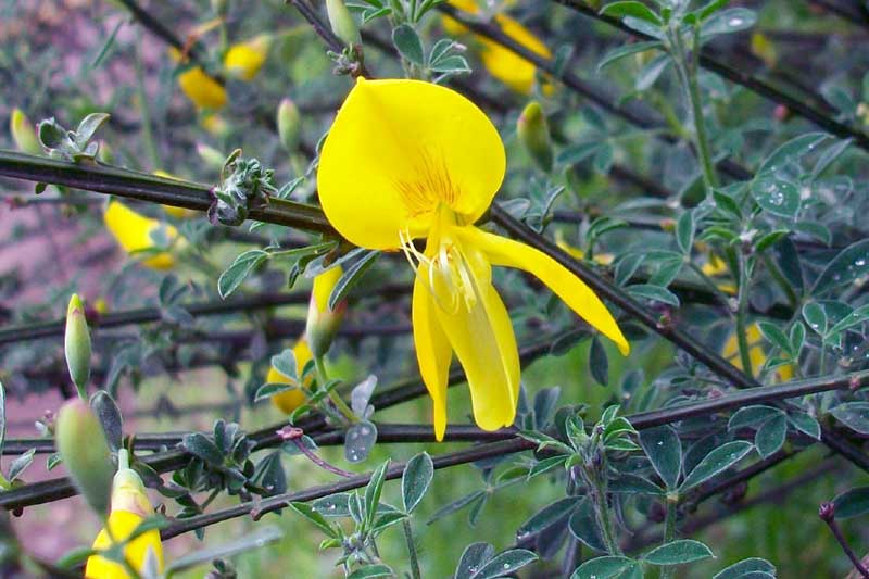 Cytisus scoparius