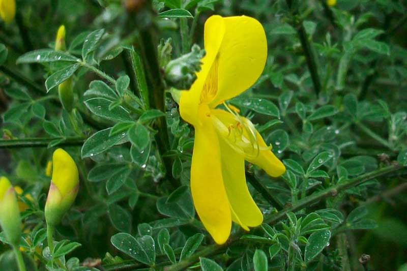 Cytisus scoparius