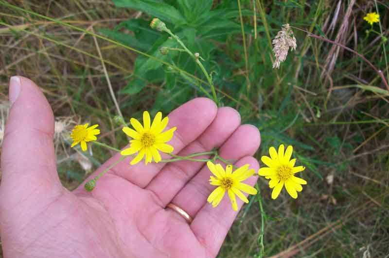 Senecio inaequidens