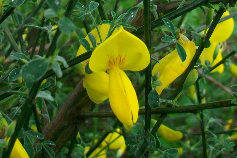 Cytisus scoparius