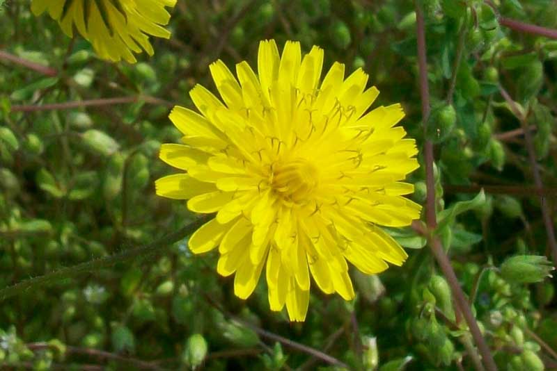 Hypochaeris cfr.radicata