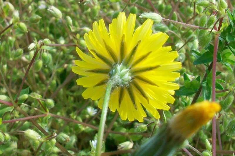 Hypochaeris cfr.radicata