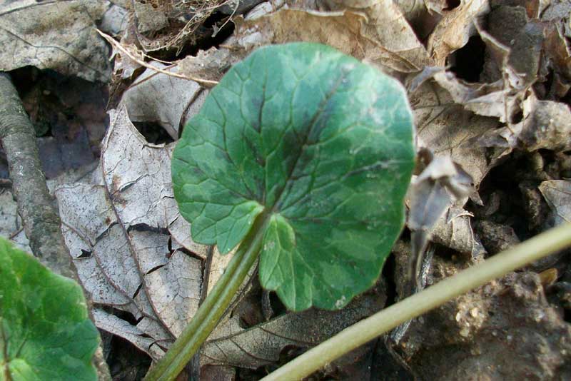 Ranunculus ficaria