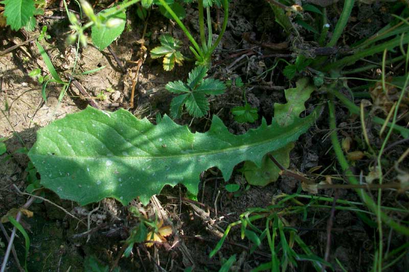 Hypochaeris cfr.radicata