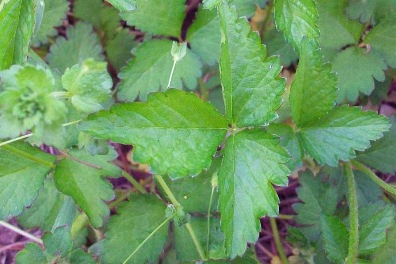 Potentilla indica