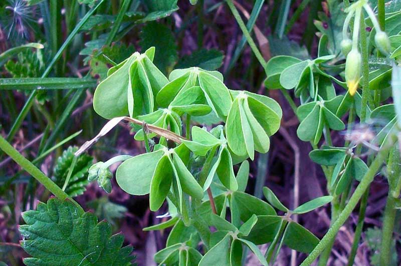 Oxalis sp.