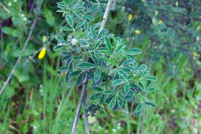 Cytisus scoparius