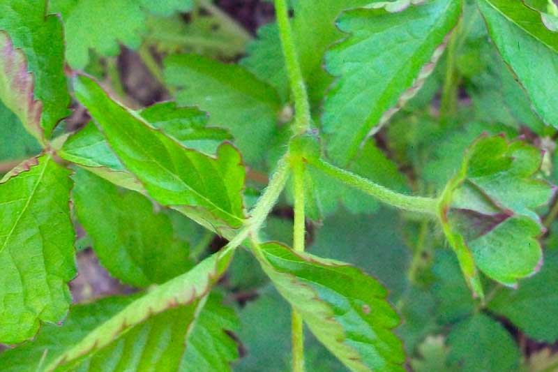 Potentilla indica