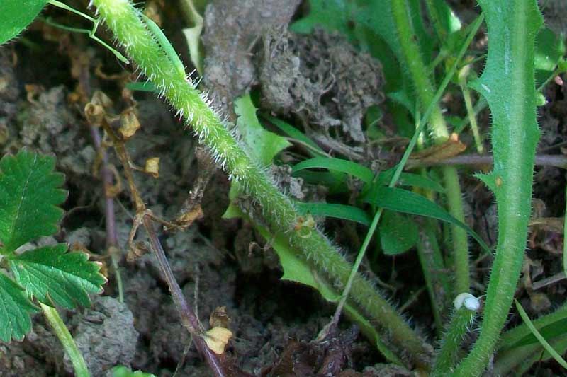 Hypochaeris cfr.radicata