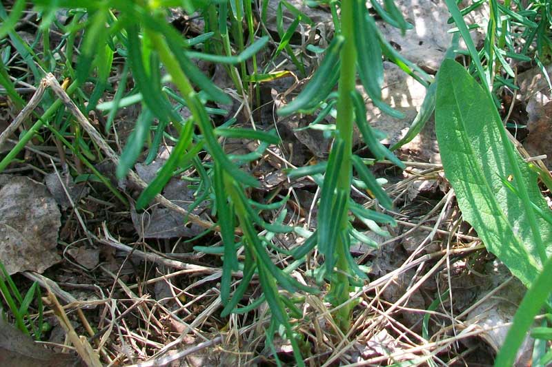 Euphorbia cyparissias