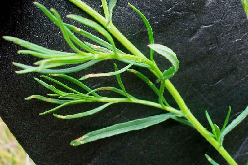 Senecio inaequidens