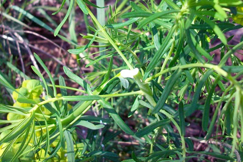 Euphorbia cyparissias