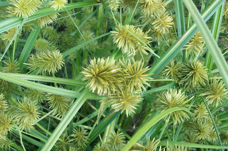 Che tipo di Giunco? Cyperus cfr. esculentus