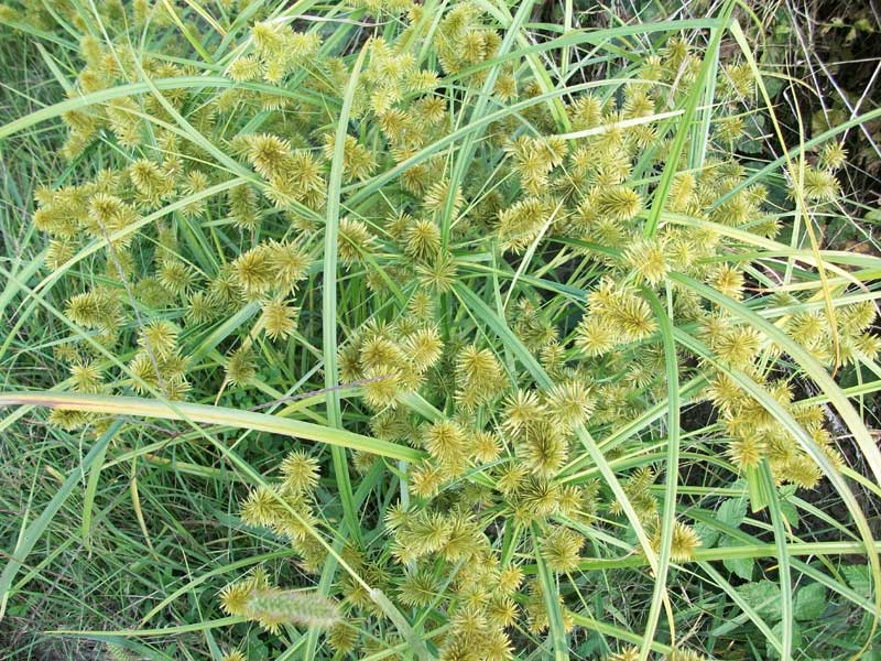 Che tipo di Giunco? Cyperus cfr. esculentus