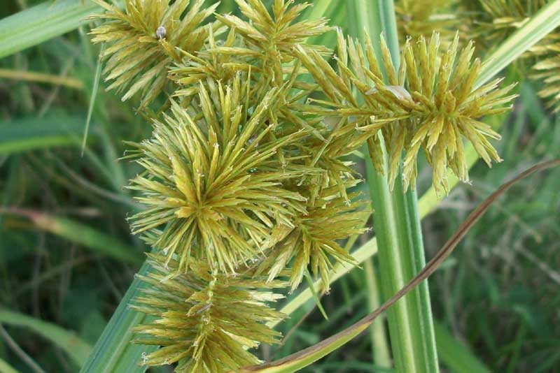 Che tipo di Giunco? Cyperus cfr. esculentus