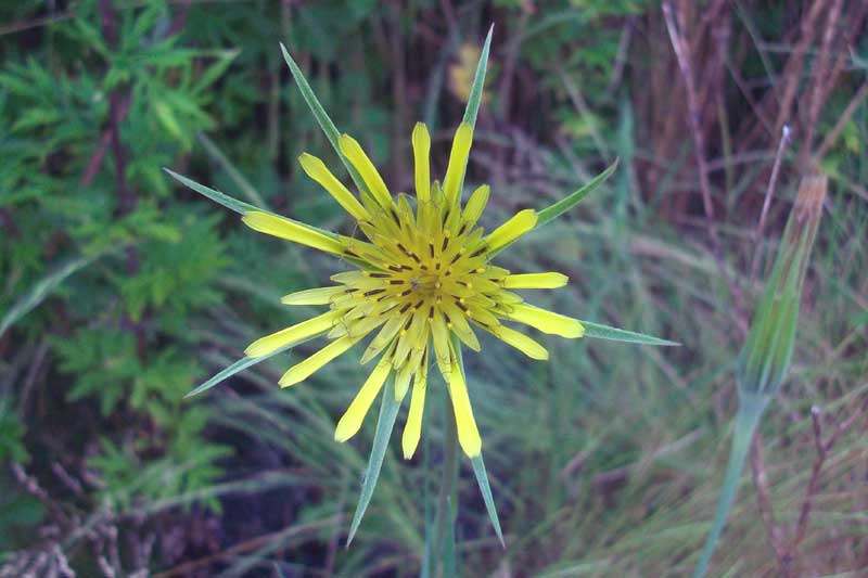 Tragopogon cfr. dubius