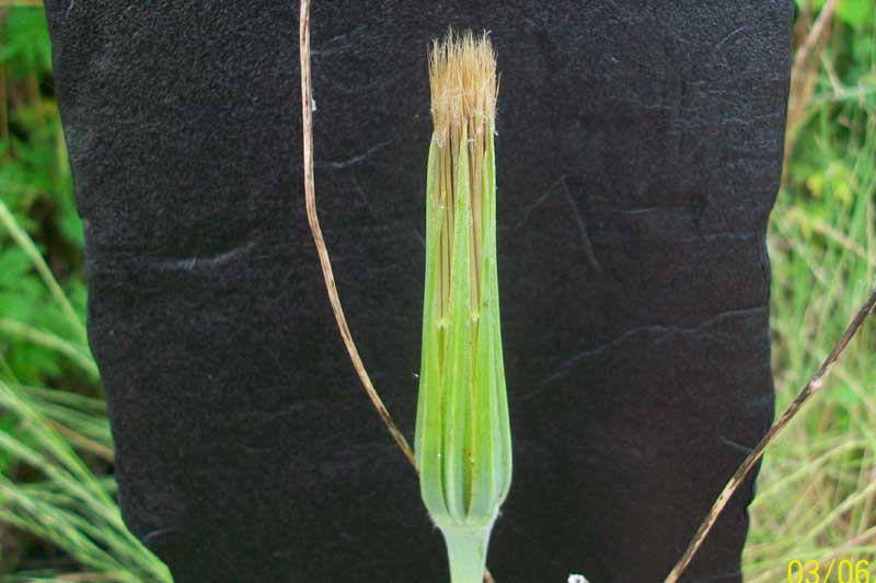 Tragopogon cfr. dubius