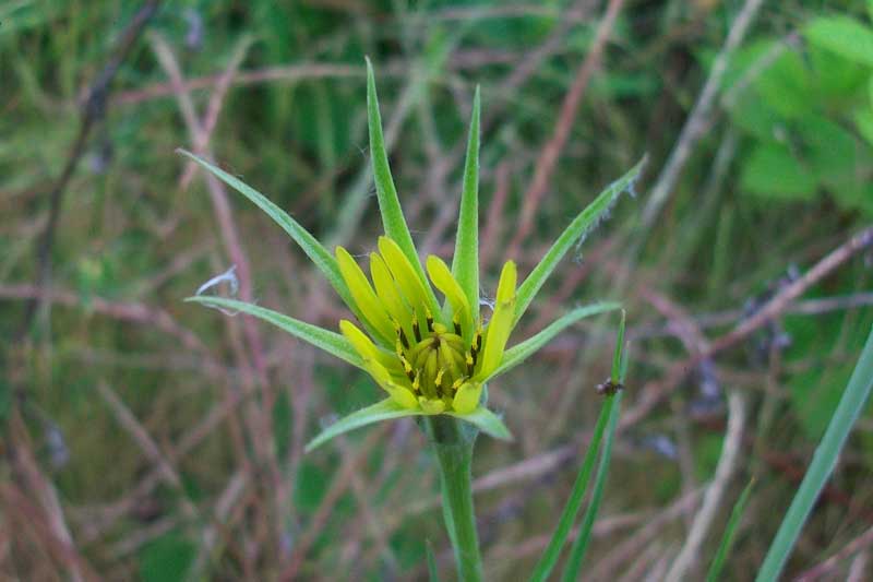 Tragopogon cfr. dubius