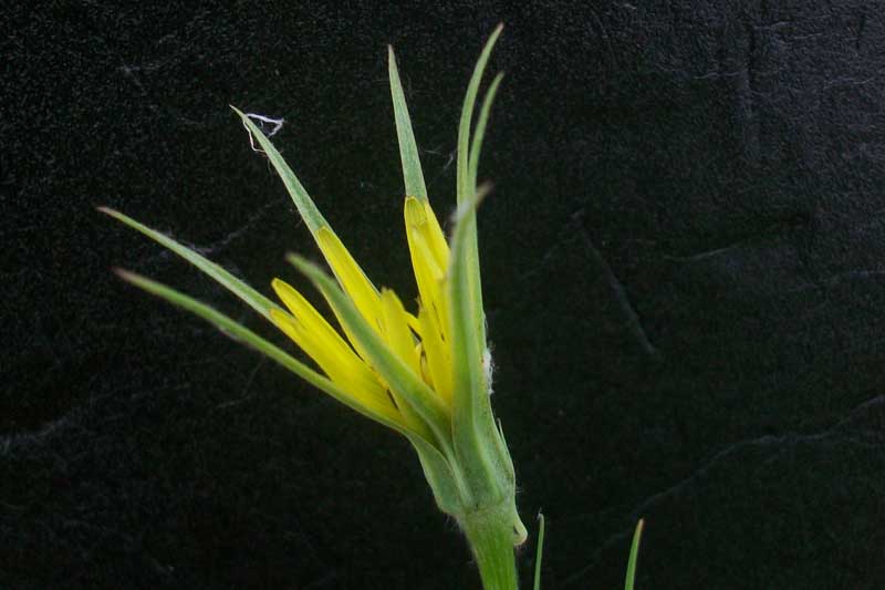 Tragopogon cfr. dubius