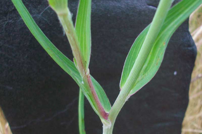 Tragopogon cfr. dubius