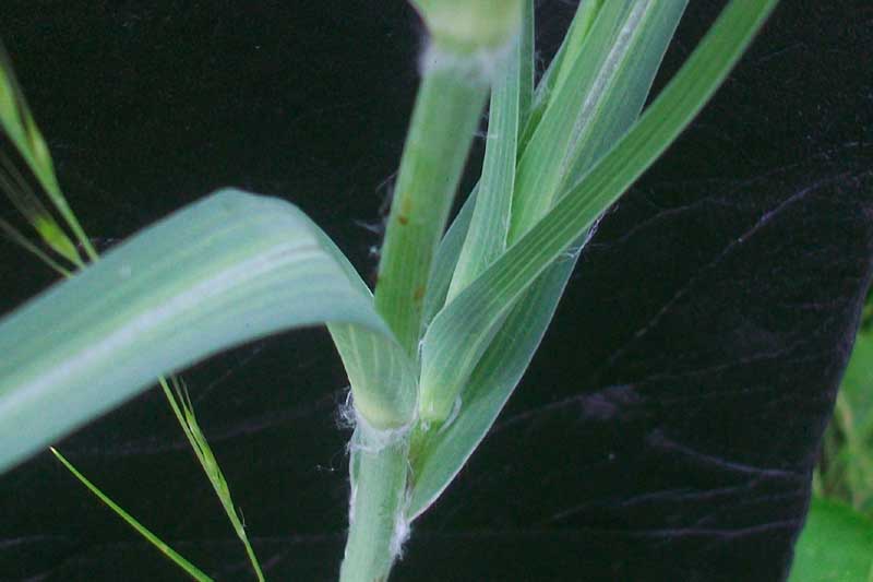 Tragopogon cfr. dubius