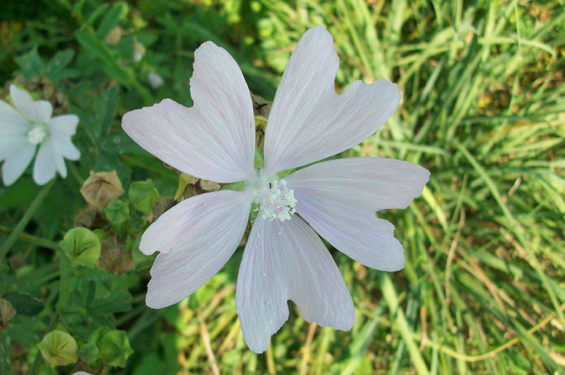 Malva alcea / Malva alcea