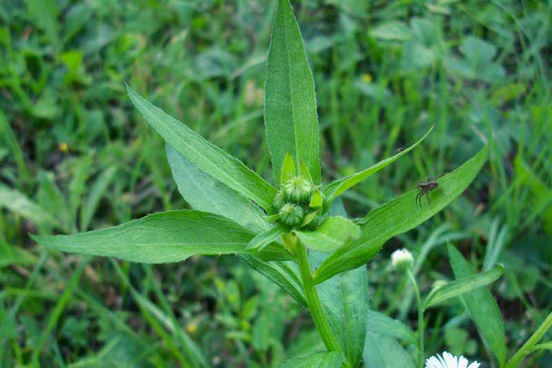 Erigeron annuus