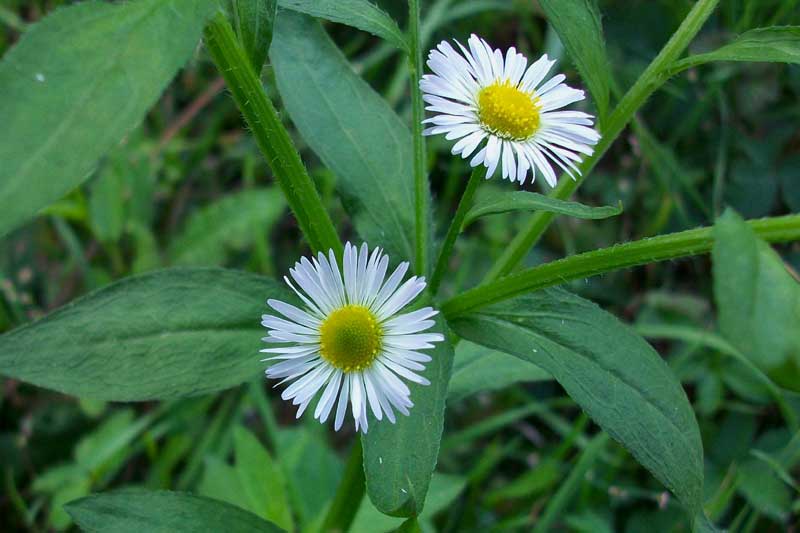 Erigeron annuus