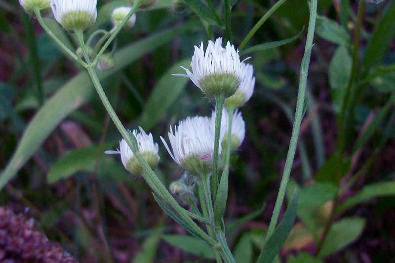 Erigeron annuus / Cspica annua