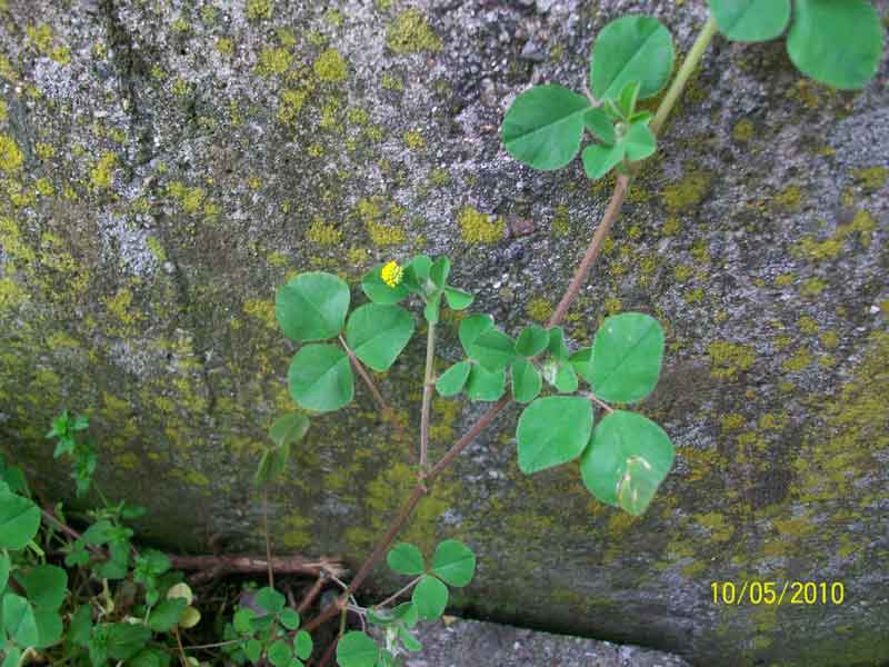 Medicago lupulina